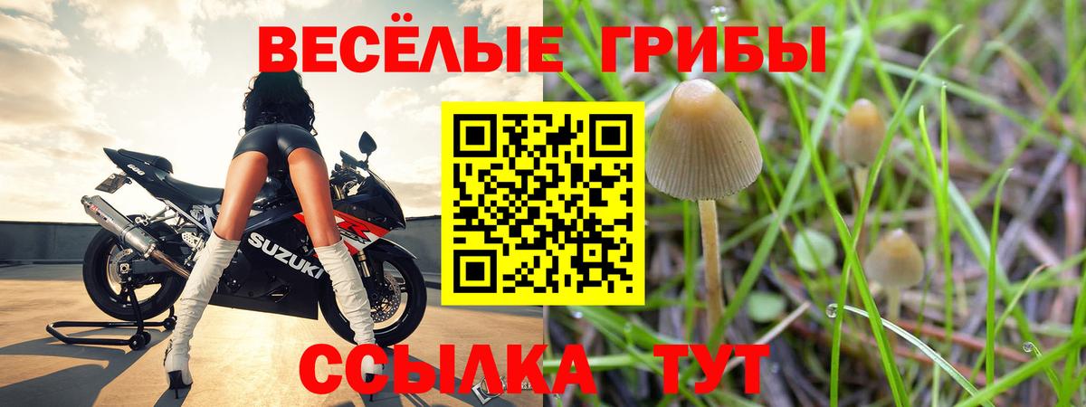 Псилоцибиновые грибы прущие грибы  Псилоцибиновые грибы Psilocybe  Троицк  Вход с VPN 